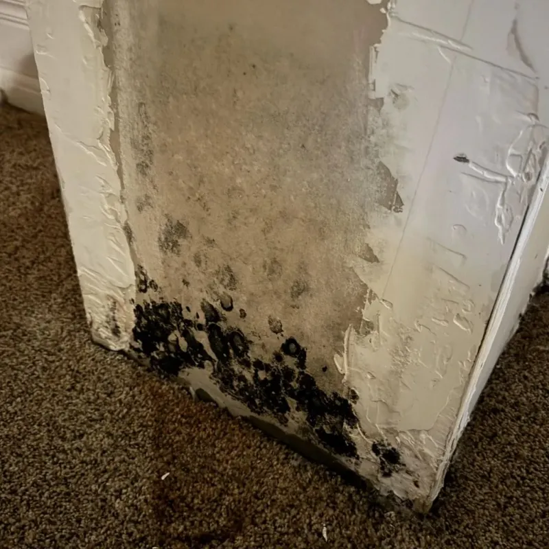 Professional Mold Removal in Commerce, TX